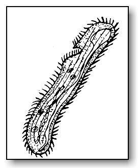 Spirostomum Spirostomum