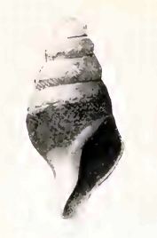 Spirotropis agamedea