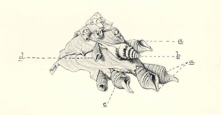 Spirotropis carinata