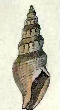 Spirotropis (gastropod)