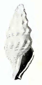 Spirotropis laodice