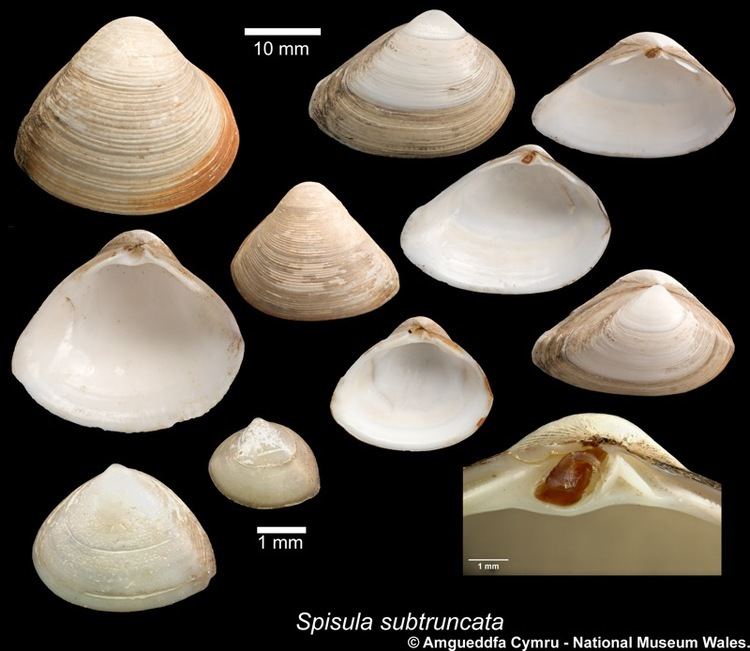 Spisula Spisula subtruncata da Costa 1778 Marine Bivalve Shells of the