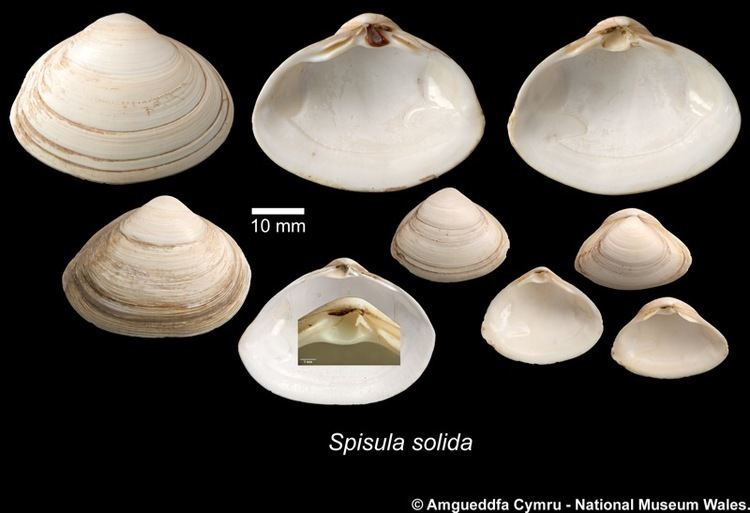 Spisula Spisula solida Linnaeus 1758 Marine Bivalve Shells of the