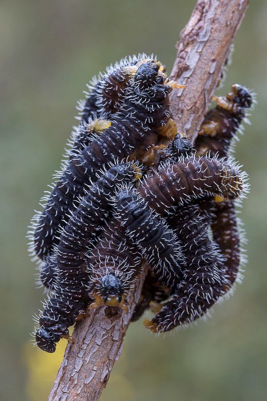 Spitfire sawfly Spitfire Sawfly Perga affinis larvae UNDERWATER amp NATURE PHOTOGRAPHS