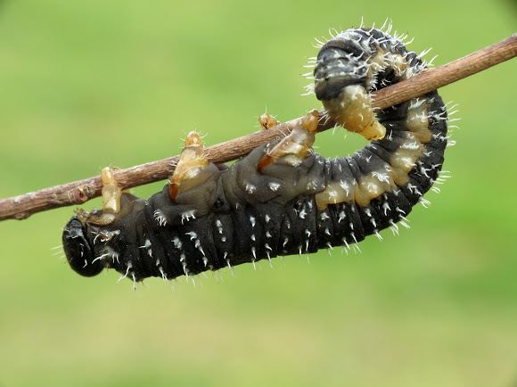 Spitfire sawfly Spitfire Sawfly Larvae Project Noah