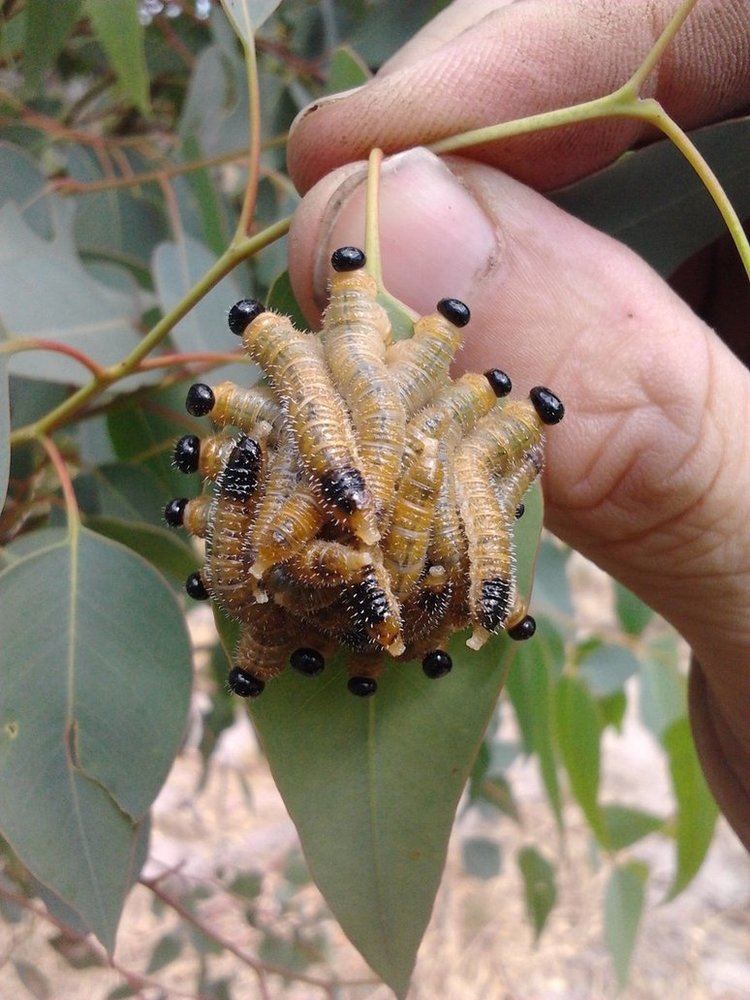 Spitfire sawfly Spitfire Sawfly Grubs by Drhoz on DeviantArt