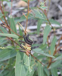 Spitfire sawfly httpsuploadwikimediaorgwikipediacommonsthu