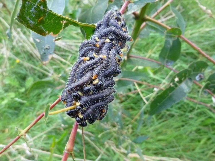 Spitfire sawfly Insects page 3 Binginwarri Landcare Group