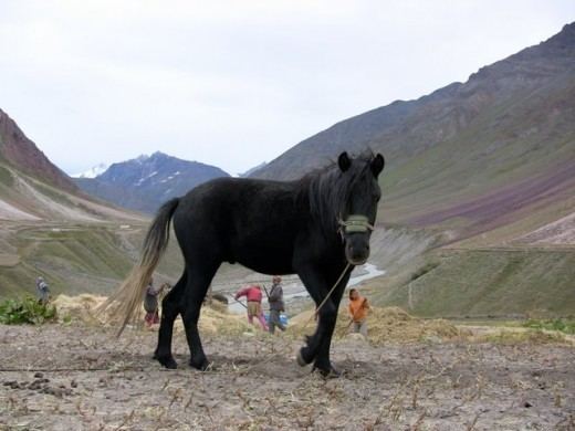 Spiti Horse wwwhorsebreedspicturescomwpcontentuploads201