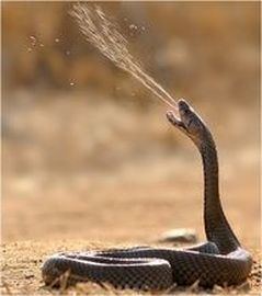 Spitting cobra Mozambique Spitting Cobra Snake Facts