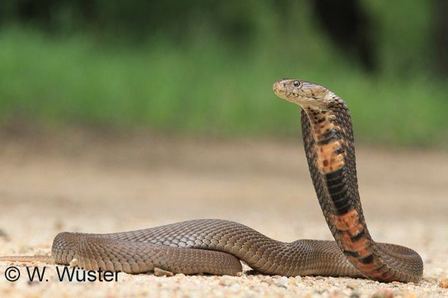 Spitting cobra Mozambique Spitting Cobra Naja mossambica