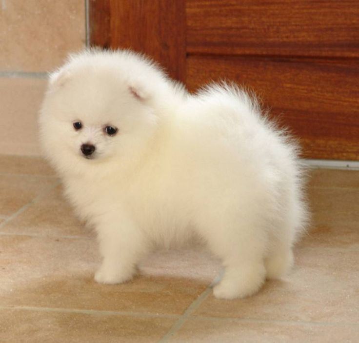 Spitz 1000 ideas about Japanese Spitz on Pinterest American eskimo dog