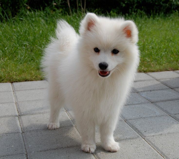 Spitz 1000 ideas about Japanese Spitz on Pinterest American eskimo dog