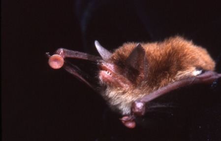 Spix's disk-winged bat How suckerwinged bats hang on Laelaps