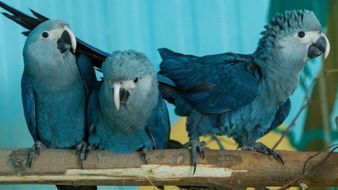 Spix's macaw Rare Spix39s Macaw seen in Brazil for first time in 15 years BBC News