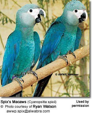 Spix's macaw Spix39s Macaws Ara spixii