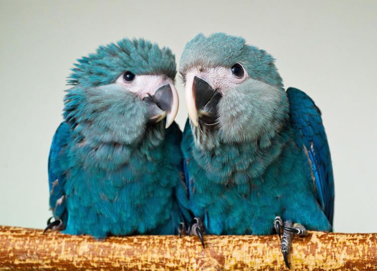 Spix's macaw Can Two Frozen Testicles Bring Back the Spix39s Macaw Audubon