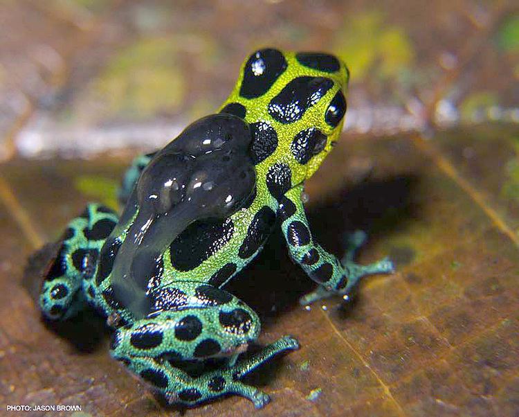 Splash-back poison frog wwwdendrobasedefotosRanitomeyaVariabilis17154