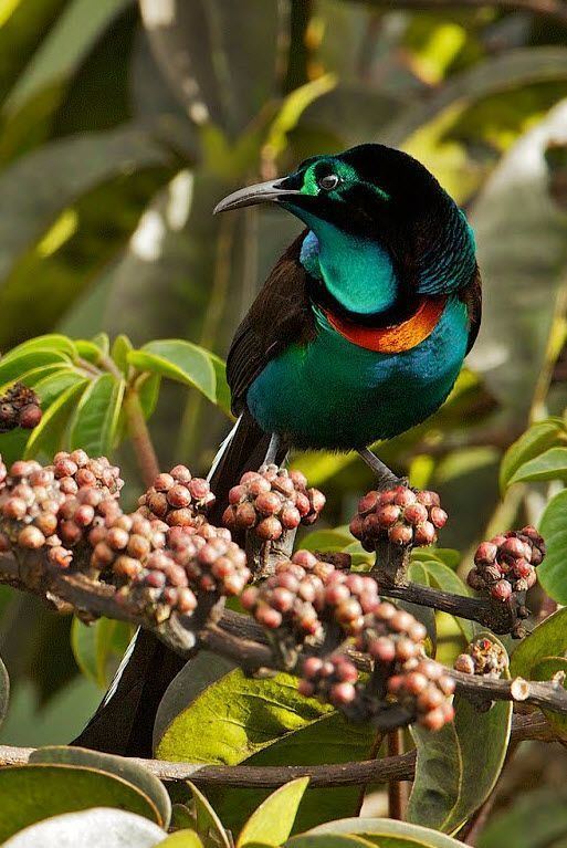 Splendid astrapia 20 Pssaros de Espetaculares Cores Birds Nature and Bird of paradise
