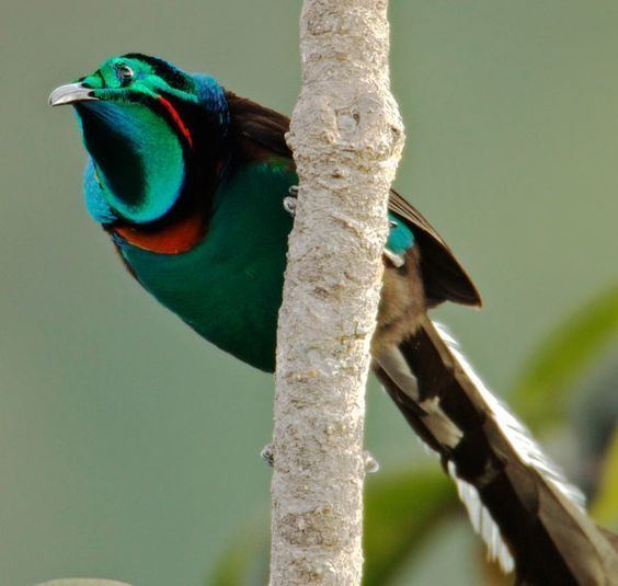 Splendid astrapia Splendid Astrapia Astrapia splendidissima Birds of Paradise