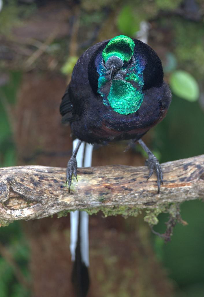 Splendid astrapia Splendid Astrapia male BOP PNG Splendid Astrapia Male Flickr