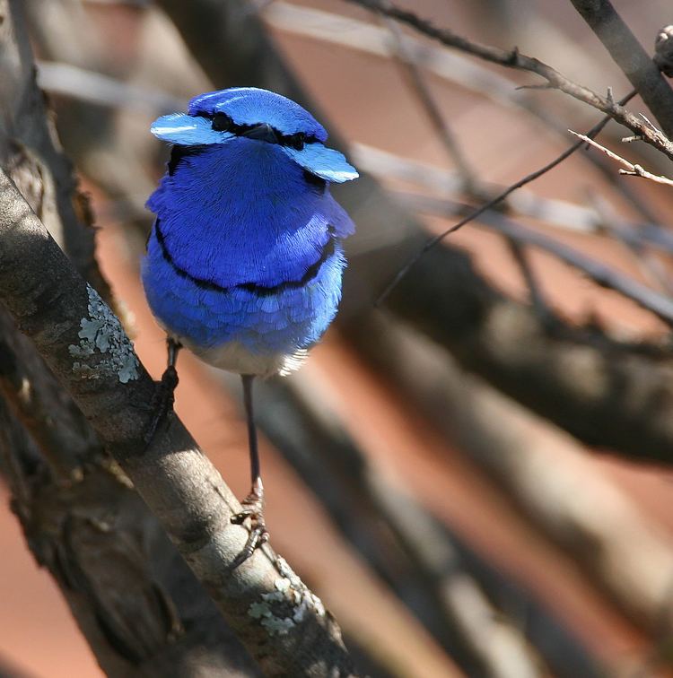 Splendid fairywren Splendid fairywren Wikipedia