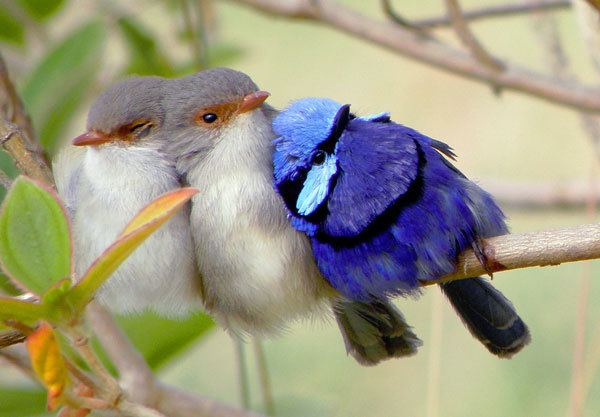 Splendid fairywren Splendid Fairywren Bird Nut Blog