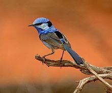 Splendid fairywren httpsuploadwikimediaorgwikipediacommonsthu