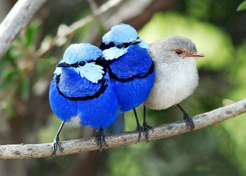 Splendid fairywren Splendid Fairy Wren samclarkphotography