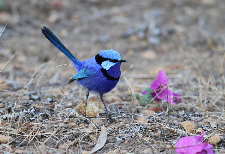 Splendid fairywren Splendid fairywren