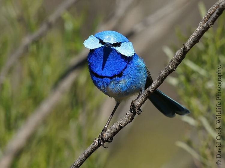 Splendid fairywren Splendid Fairywren