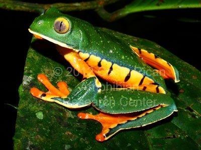 Splendid leaf frog Splendid Leaf Frog Costa Rican Amphibian Research Center