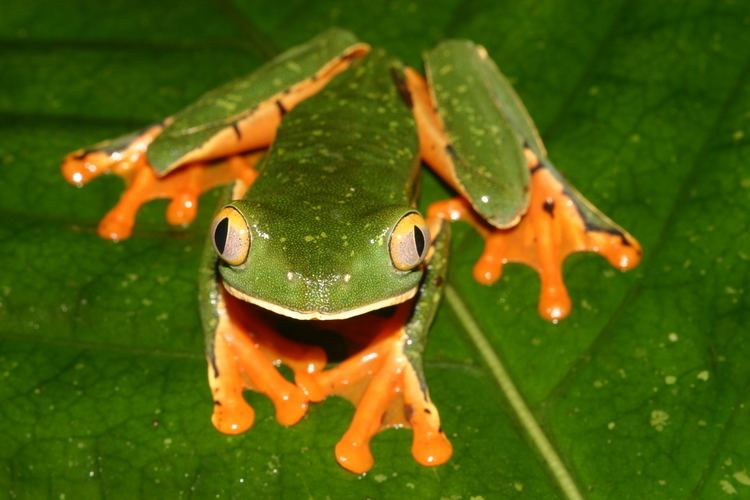 Splendid leaf frog Splendid Leaf Frog FROG BLOG MANCHESTER