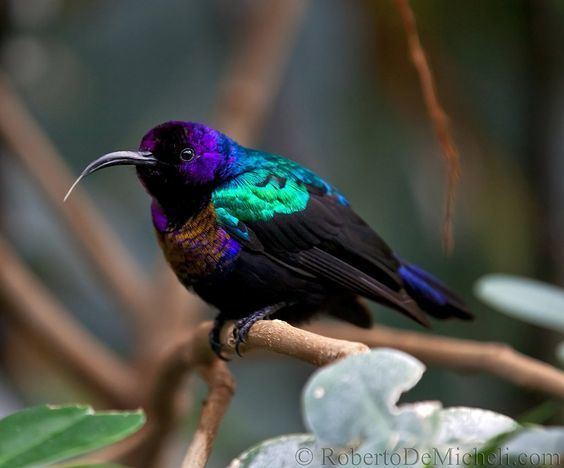 Splendid sunbird The splendid sunbird Cinnyris coccinigastrus Photo by Roberto de