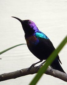 Splendid sunbird httpsuploadwikimediaorgwikipediacommonsthu