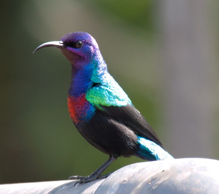 Splendid sunbird Splendid Sunbird Cinnyris coccinigastrus tjhaslam Flickr