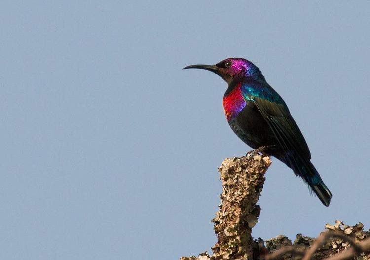 Splendid sunbird Splendid Sunbird Cinnyris coccinigastrus videos photos and sound