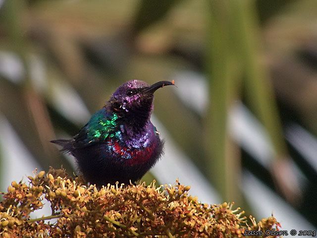 Splendid sunbird Splendid Sunbird Cinnyris coccinigaster Index Gallery Wild