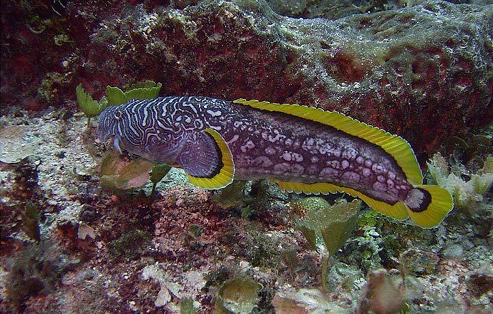 Splendid toadfish Splendid Toadfish Sanopus splendidus SCUBA Travel