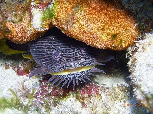 Splendid toadfish Splendid Toadfish Sanopus splendidus SCUBA Travel