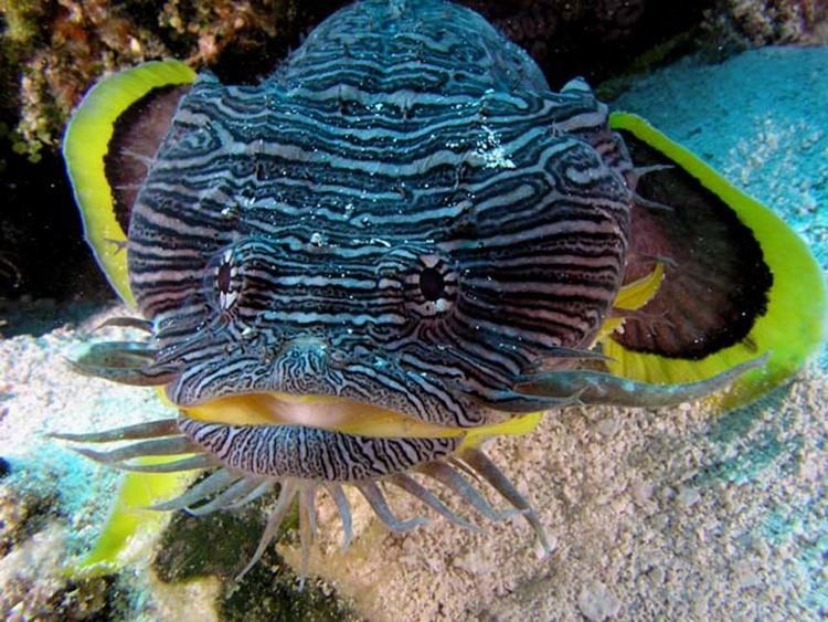 Splendid toadfish Splendid Toadfish Sanopus splendidus Better Know a Fish