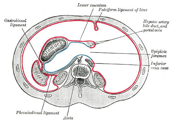 Splenorenal ligament