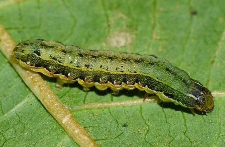 Spodoptera Insect Pests