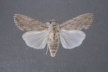 Spodoptera albula httpsuploadwikimediaorgwikipediacommonsthu