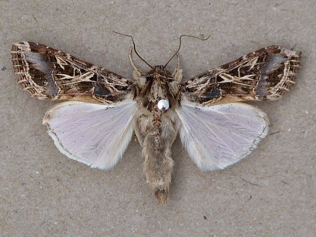 Spodoptera littoralis Spodoptera littoralis African Moths