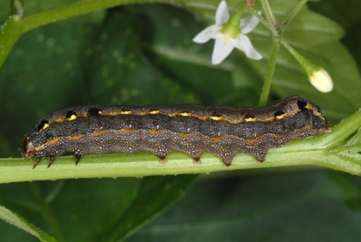 Spodoptera littoralis European Lepidoptera and their ecology Spodoptera littoralis