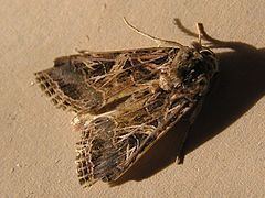 Spodoptera littoralis httpsuploadwikimediaorgwikipediacommonsthu