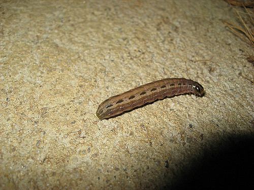 Spodoptera mauritia Armyworm Spodoptera mauritia About 30mm photo M Flickr