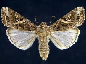 Spodoptera ornithogalli Moth Photographers Group Spodoptera ornithogalli 9669