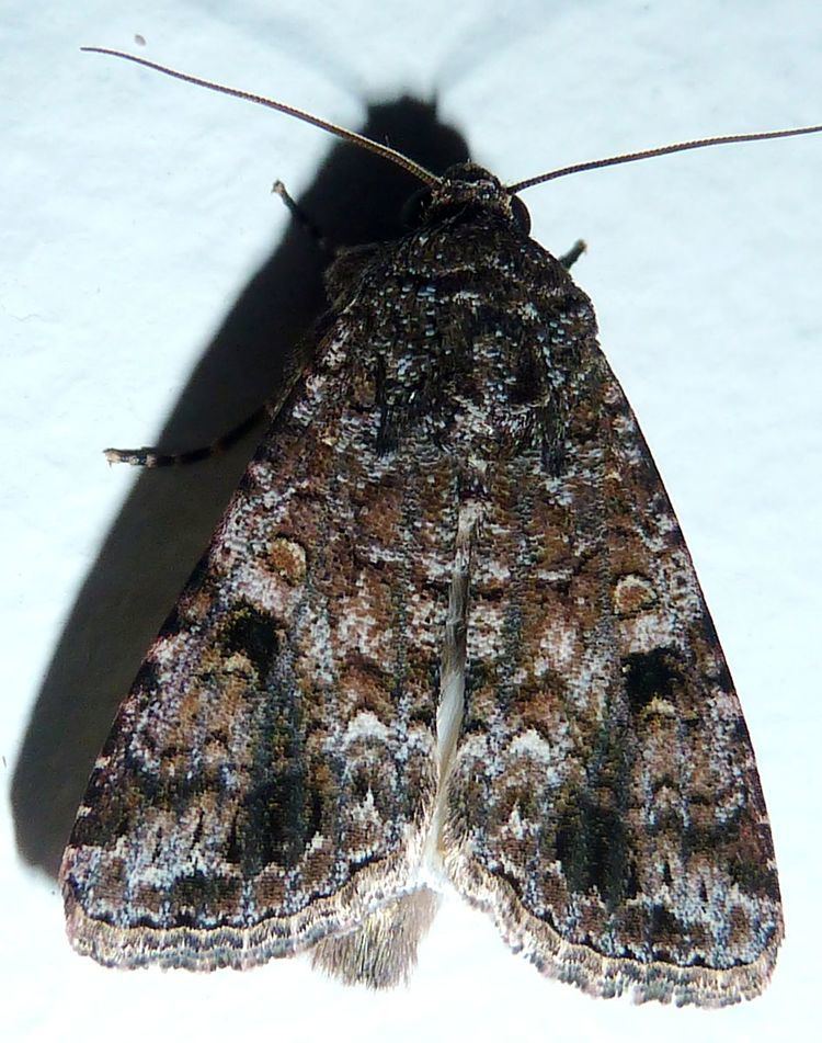 Spodoptera triturata